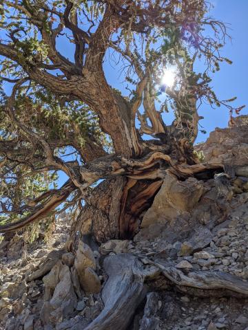 Bristlecone pine